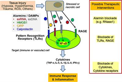 Extracellular RNA as a Versatile DAMP and Alarm Signal That Influences Leukocyte Recruitment in Inflammation and Infection